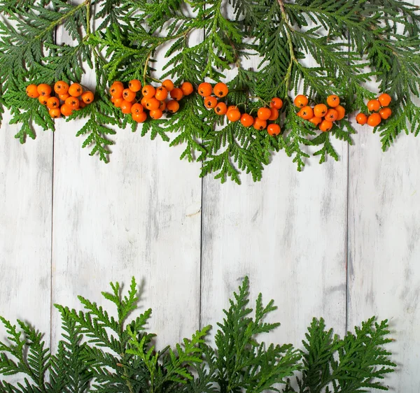 Christmas frame with fir tree and rowan berry — Stock Photo, Image