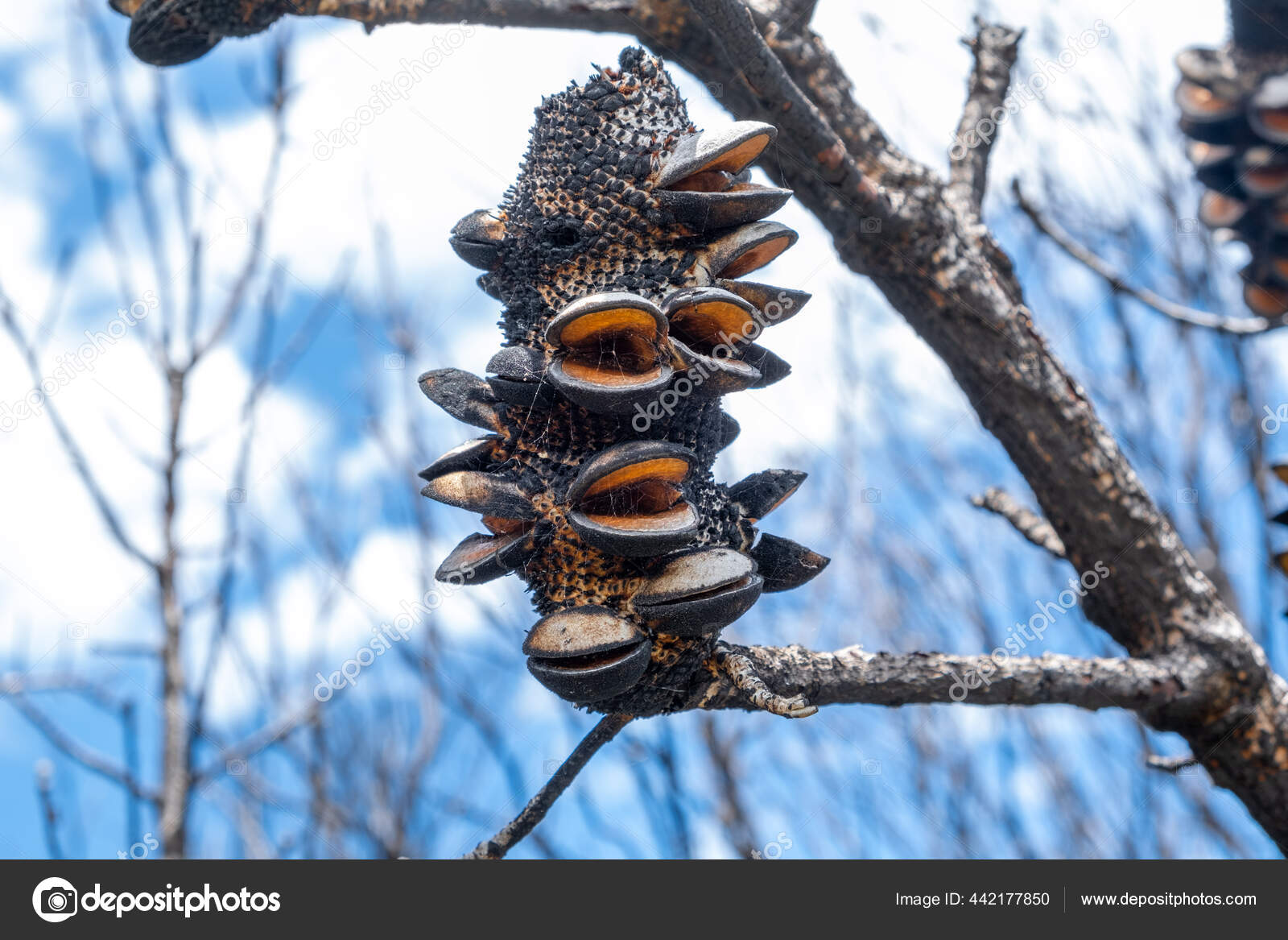 Extreme Closeup Burned Banksia Cone Blurred Background Stock Photo by