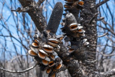 Open banksia cones after extensive forest fires in Victoria, Australia clipart