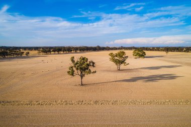 Günbatımında Avustralya sarı otlakları - hava manzarası