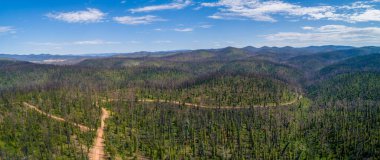 Yerli Avustralya ormanlarının geniş hava manzarası orman yangınlarından sonra yeniden büyüyor.