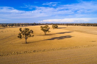 Sarı tarlalarda büyüyen ağaçlar günbatımında uzun gölgeler bırakır.