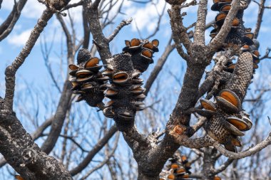Closeup of burned banksia cones after bush fires in Australia clipart