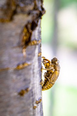Ağacın üzerindeki ağustos böceği dış iskeleti. Bulanık arka planda aşırı yakın plan.