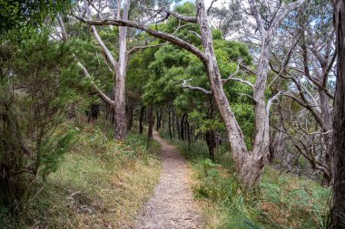 Arthurs yakınlarındaki ağaçların arasından dar bir yol. Koltuk, Victoria, Avustralya.