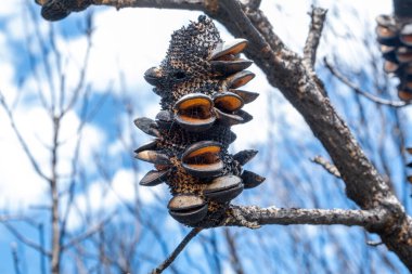 Extreme closeup of burned banksia cone against blurred background clipart