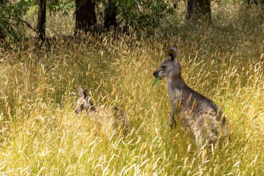 Ağzında yeşil yaprak olan kanguru.