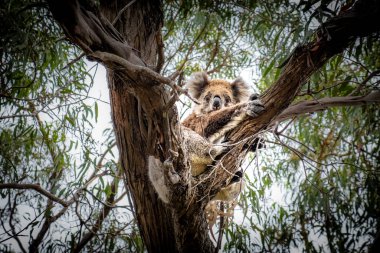 Koala hugging a tree on Raymond Island, Victoria, Australia clipart