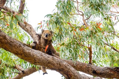 Cute Koala has one leg hanging from tree branch - sits like a person clipart