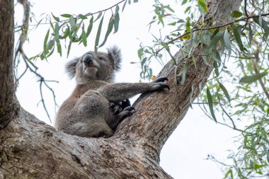 Koala Avustralya 'da bir ağaçta