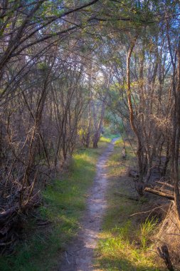 Avustralya 'daki çalılıkların arasından gözlerden uzak bir yürüyüş yolu.