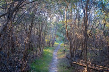 Mitchell Nehri Ulusal Parkı, Victoria, Avustralya 'daki yerel kıyı bitkileri arasında dar bir yol.