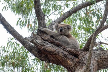 Avustralya 'da Koala ayı portresi