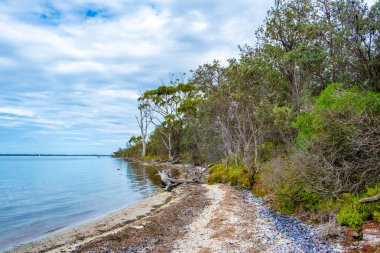 Raymond Island coastal vegetation in Victoria, Australia clipart