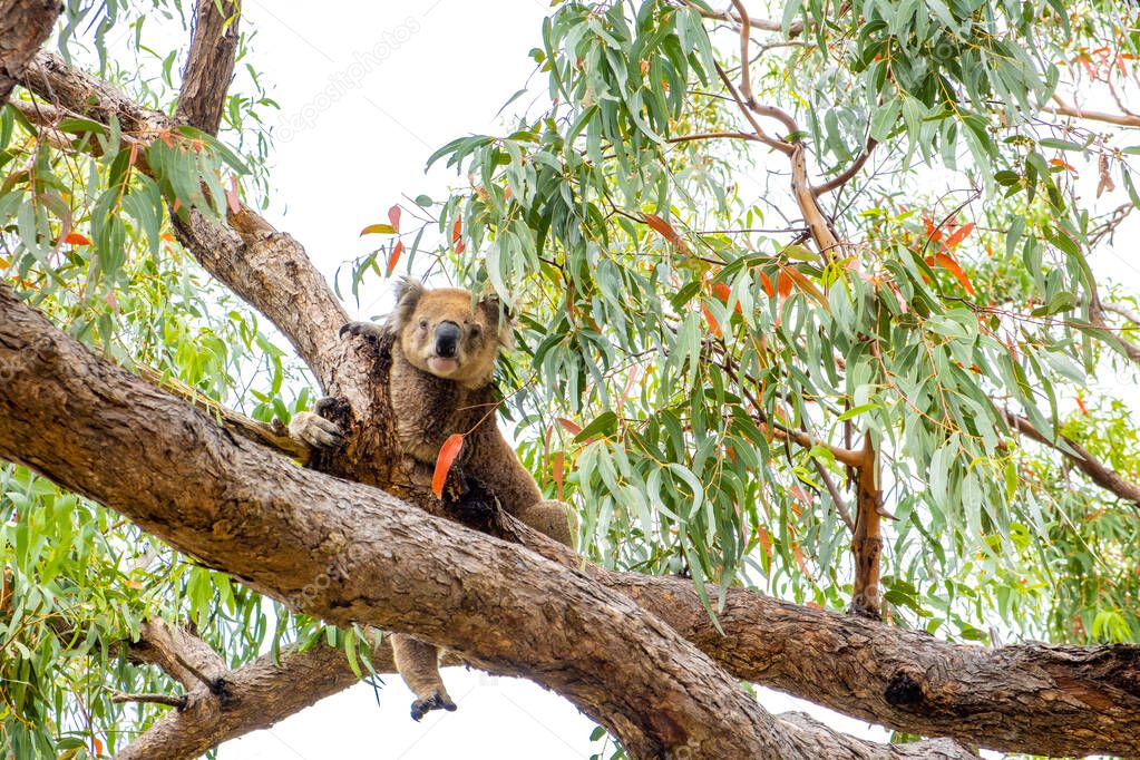 Cute Koala has one leg hanging from tree branch - sits like a person