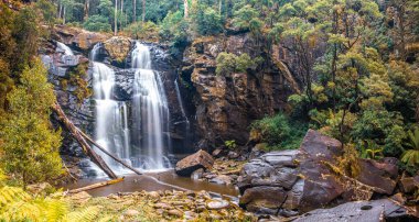 Victoria, Avustralya 'daki Great Otways Ulusal Parkı' nda Stevensons Şelalesi