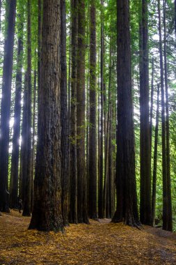 Büyük Otway Ulusal Parkı 'ndaki uzun sekoya ağaçları, Victoria, Avustralya