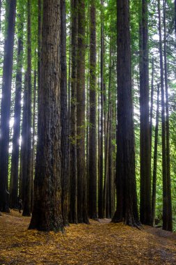 Tall sequoia trees in the Great Otway National Park, Victoria, Australia clipart