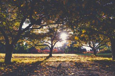 İnanılmaz manzara - güneş günbatımında sonbahar ağaçlarının dallarında parlıyor