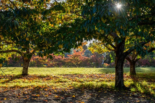 Sun Flare Cherry Trees Green Grass Rhododendron Gardens Melbourne Australia — Stock Photo, Image