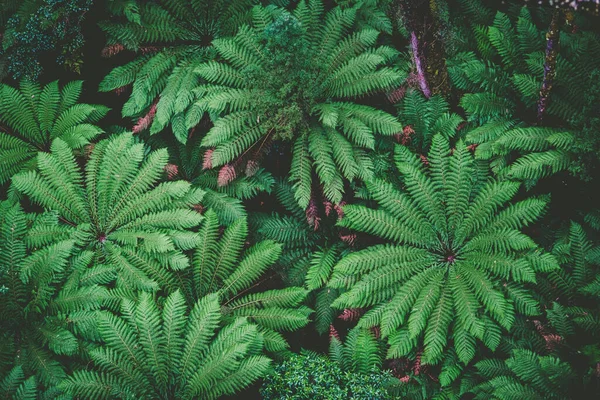 Lush Green Ferns Rainforest Top View — Zdjęcie stockowe