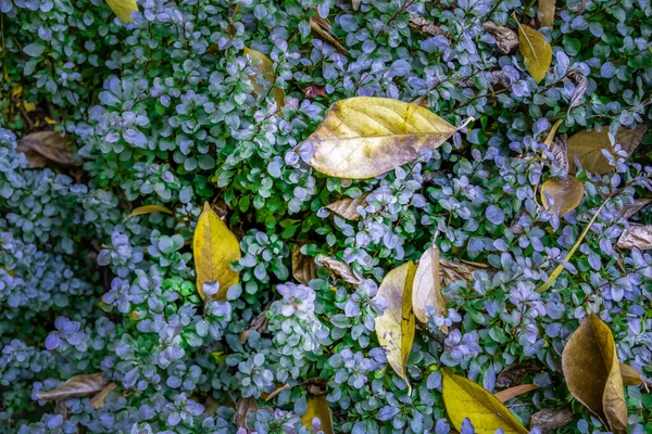 Herfst Bladeren Groene Struik Abstracte Achtergrond — Stockfoto