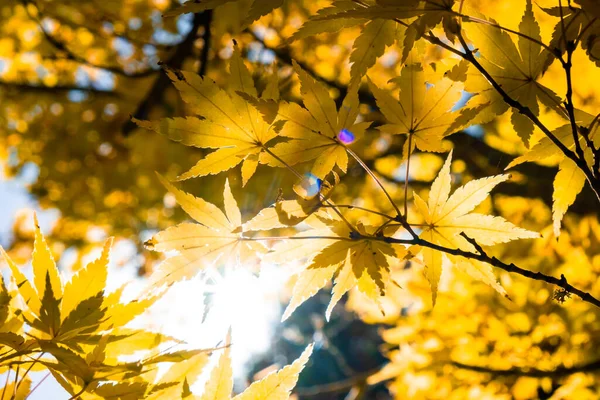 阳光闪耀着 穿过橘红色的秋天树叶 仰望着一棵树 — 图库照片