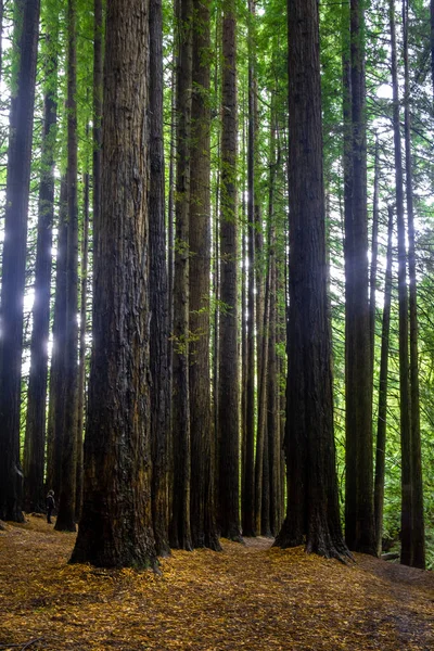 Tall Sequoia Trees Great Otway National Park Victoria Australia — Stock Photo, Image