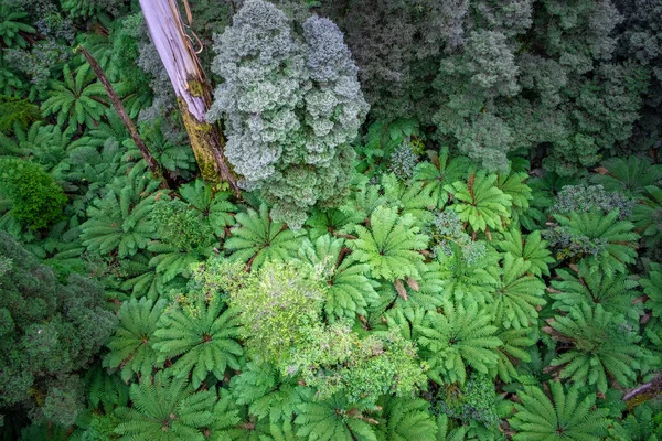 Belle Forêt Pluviale Tempérée Victoria Australie — Photo