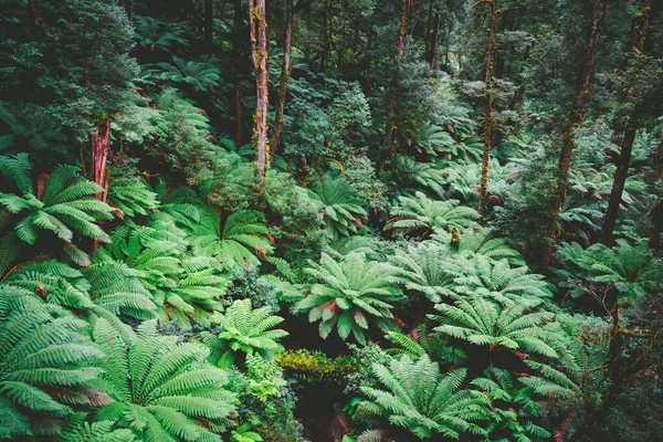 澳大利亚维多利亚的大奥特韦国家公园森林 — 图库照片