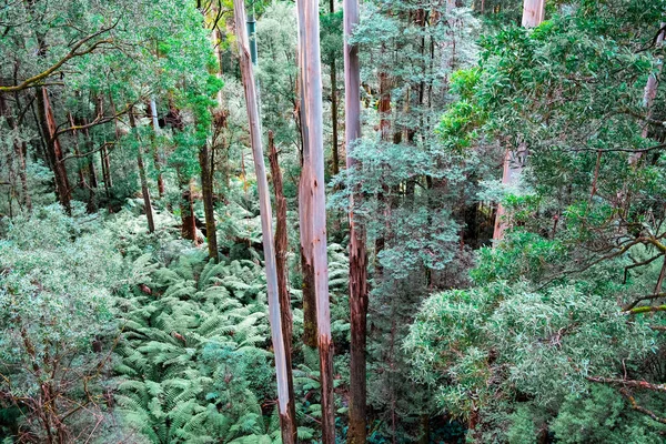 オーストラリアの温帯雨林でシダの上に高くそびえる背の高いユーカリの木 — ストック写真