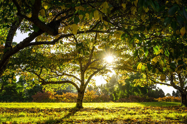 Amazing sunset through trees in autumn