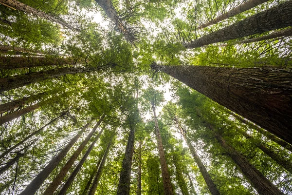 Looking Tall Redwood Trees Otways Victoria Australia — Zdjęcie stockowe