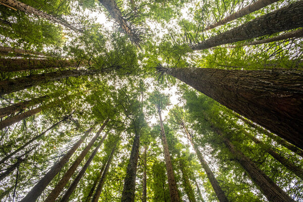 Looking up at tall redwood trees in the Otways, Victoria, Australia