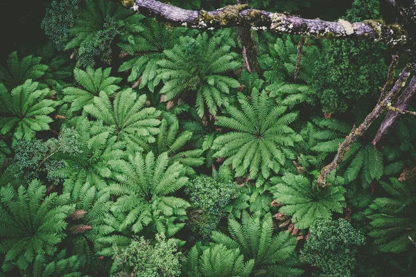 俯瞰澳大利亚热带雨林中美丽的蕨类 — 图库照片
