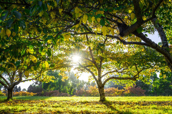 Cherry trees in Autumn at sunset. Dandenong Ranges, Victoria, Australia