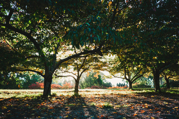 Sunset shining through beautiful trees in autumn
