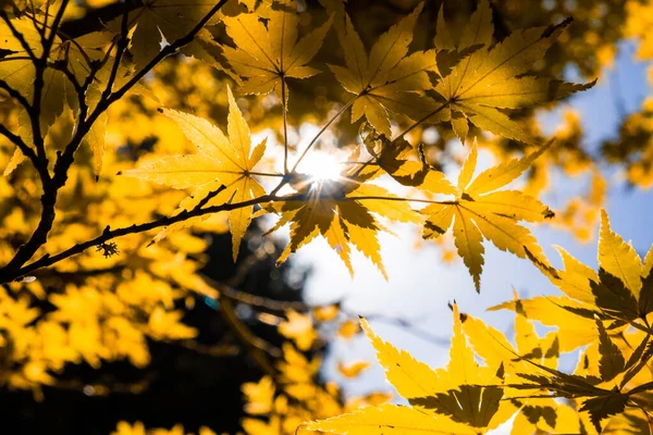 Looking up at sun shining through tree canopy with shallow focus - autumn theme