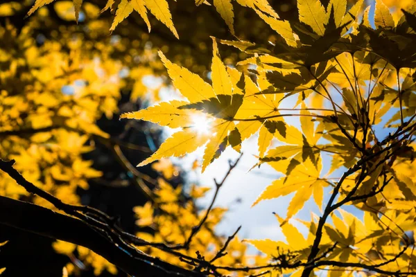 背景がぼやけているオレンジ色のカエデの葉を通して輝く太陽 — ストック写真