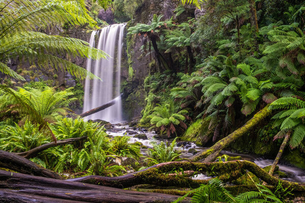Hopetoun falls in a lush green rainforest of the Great Otway National Park in Victoria, Australia
