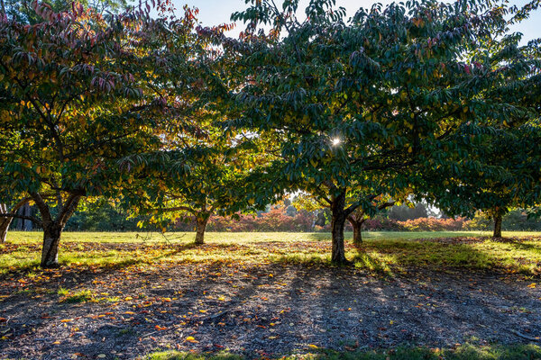 Beautiful cherry trees at sunset in a garden