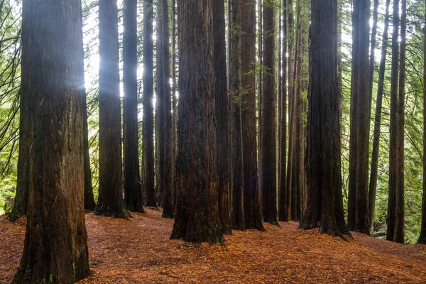 Californian redwood trees in Victoria, Australia