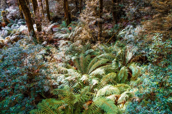 澳大利亚温带雨林 有桉树和蕨树 — 图库照片