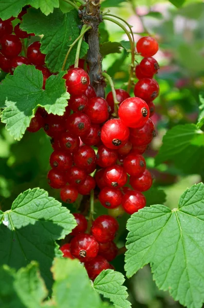 Bunch of red currant berries