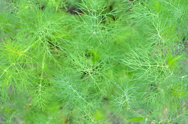 Frischer grüner Dill — Stockfoto