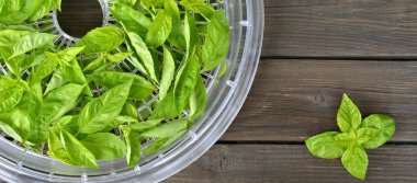 Fresh green basil on a food dehydrator tray clipart