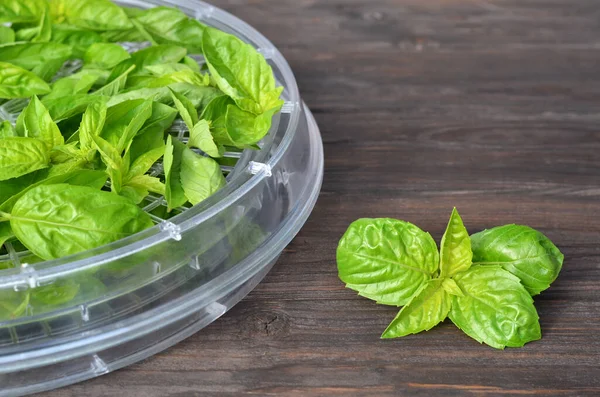 Albahaca verde fresca en una bandeja deshidratadora de alimentos —  Fotos de Stock