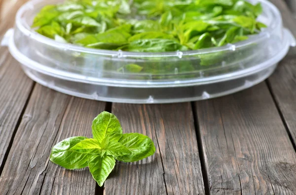 Fresh green basil on a food dehydrator tray — Stock Photo, Image