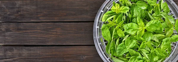Albahaca verde fresca en una bandeja deshidratadora de alimentos —  Fotos de Stock