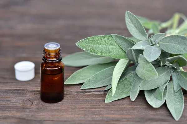 Salvia Officinalis şifalı bitkisi ve adaçayı, ahşap bir masanın üzerindeki bir şişede gerekli yağ..